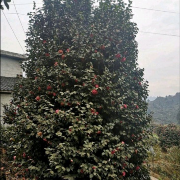 茶花