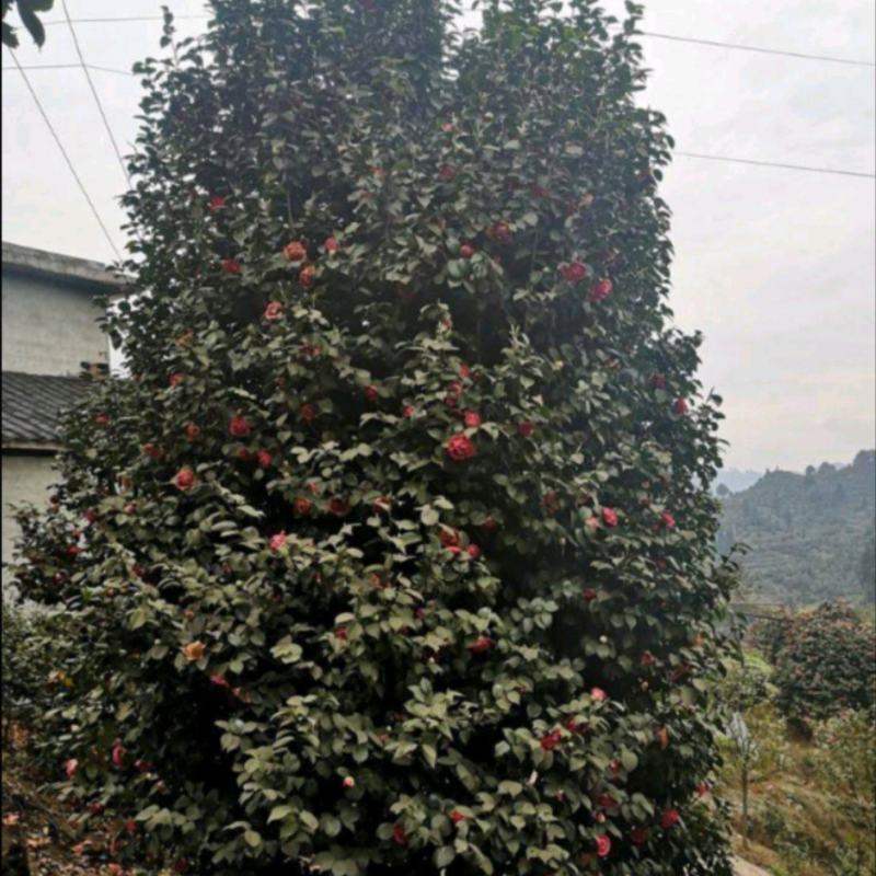 茶花