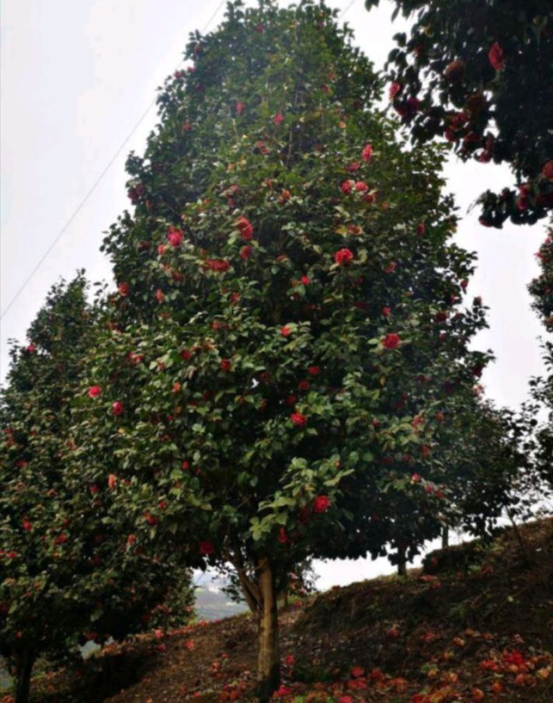 茶花