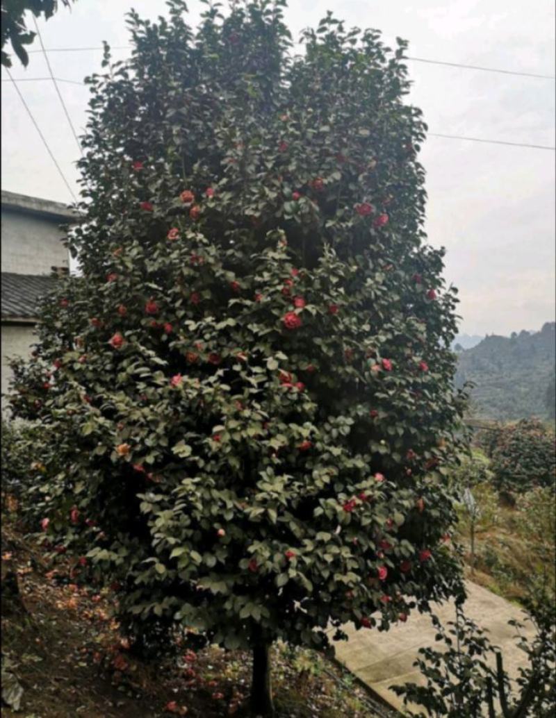 茶花