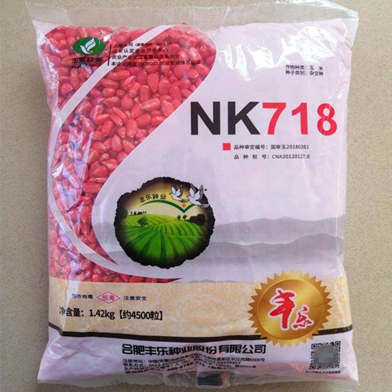 稳产玉米种nK718白轴大马牙国审矮杆抗倒抗旱苞谷南北方