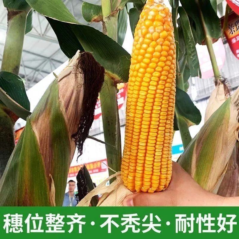 抗锈病玉米nK718白轴大马牙国审矮杆抗倒抗旱苞谷南北方