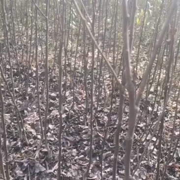法兰西梅苗