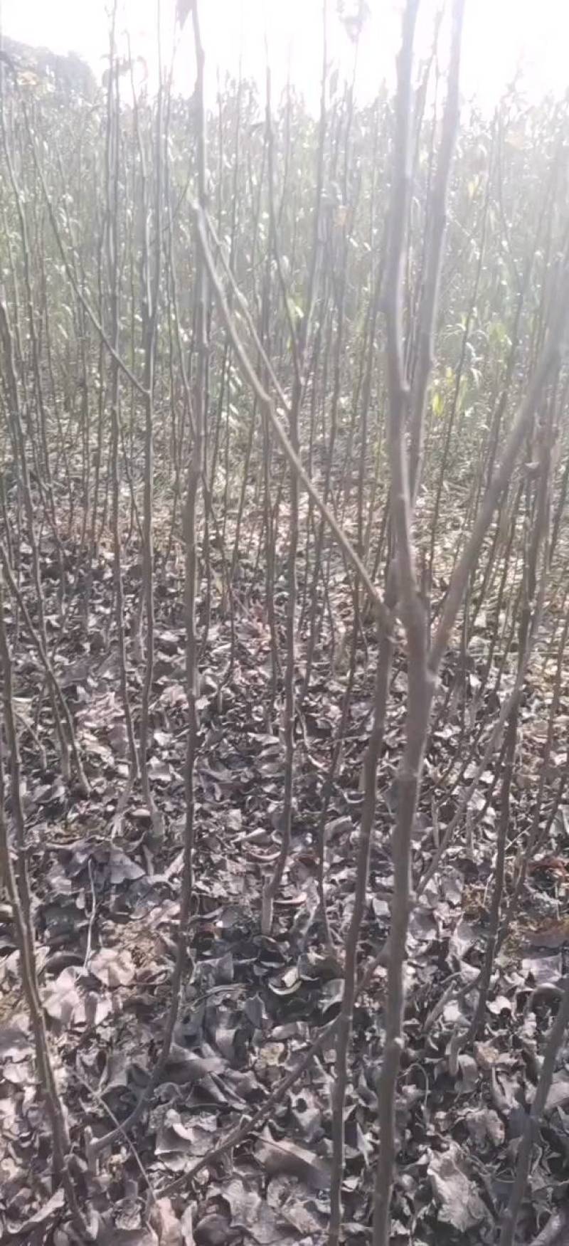 法兰西梅苗