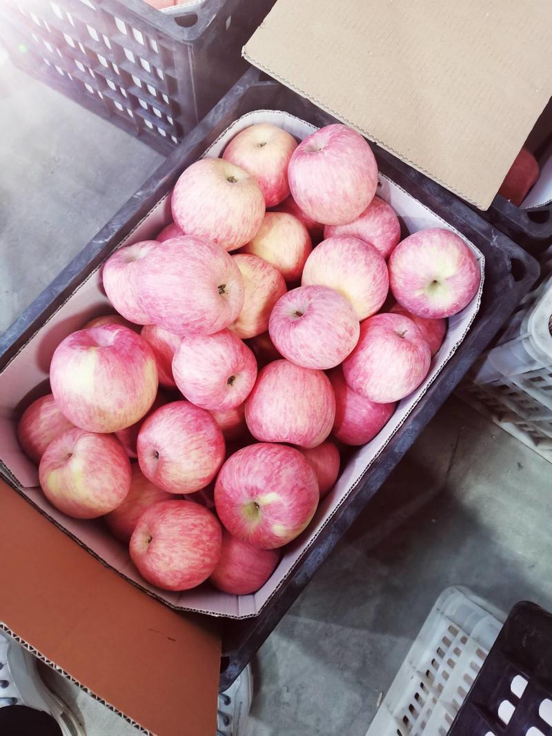 红富士苹果大量出库。长年，代办个种水果。有意者请联系我