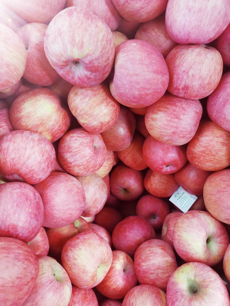 红富士苹果大量出库。长年，代办个种水果。有意者请联系我