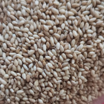 油麻熟白芝麻做芝麻酱磨香油及做食品用料