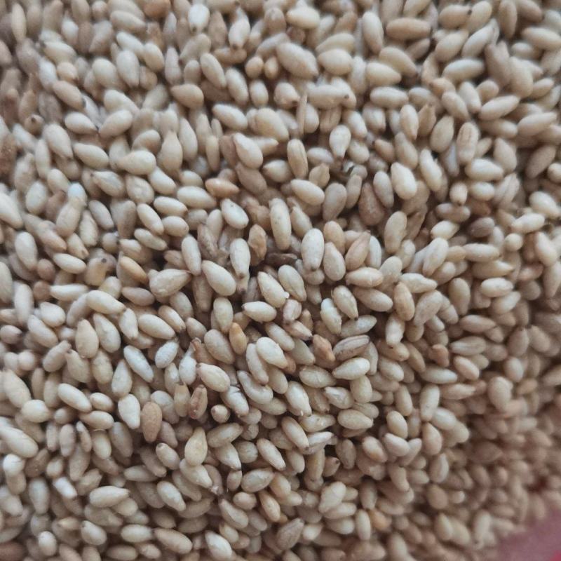 油麻熟白芝麻做芝麻酱磨香油及做食品用料