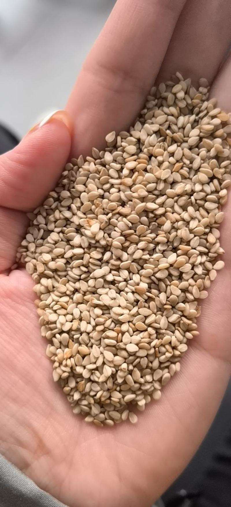 油麻熟白芝麻做芝麻酱磨香油及做食品用料