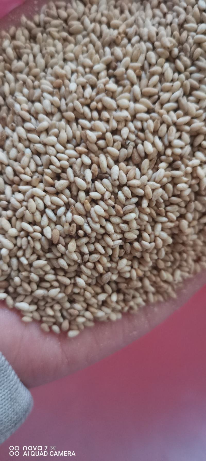 油麻熟白芝麻做芝麻酱磨香油及做食品用料