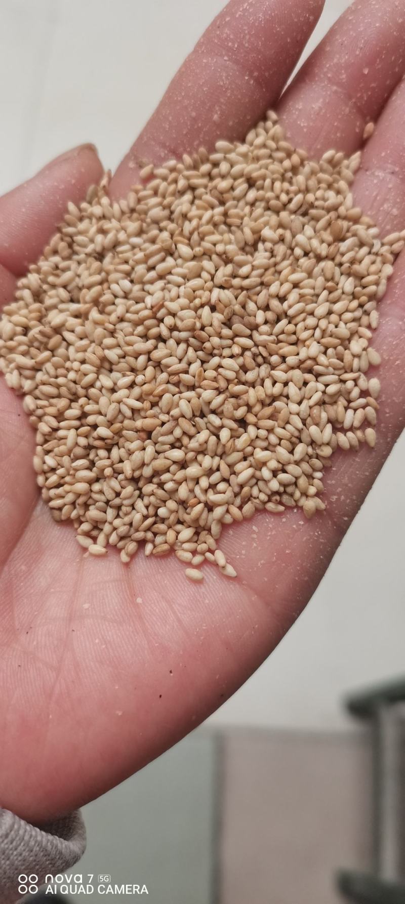 油麻熟白芝麻做芝麻酱磨香油及做食品用料