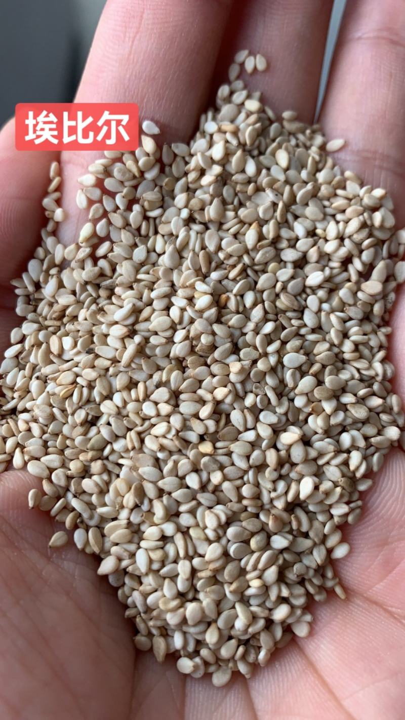 油麻熟白芝麻做芝麻酱磨香油及做食品用料