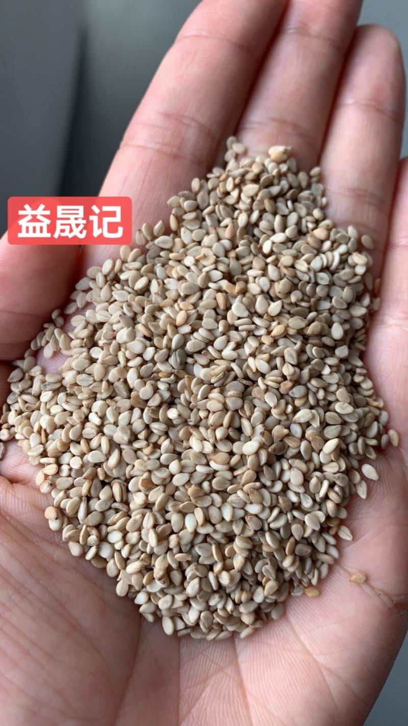 油麻熟白芝麻做芝麻酱磨香油及做食品用料