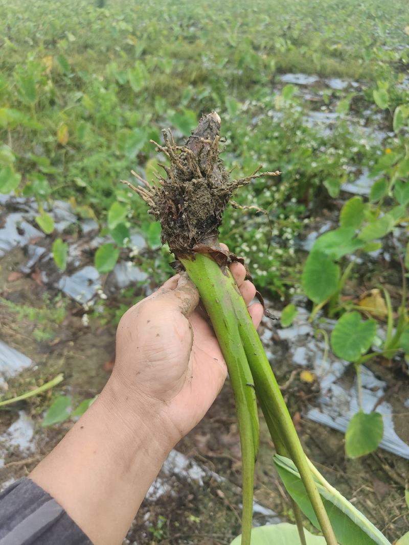 正宗荔浦全粉芋种，福建芋种，包粉包香