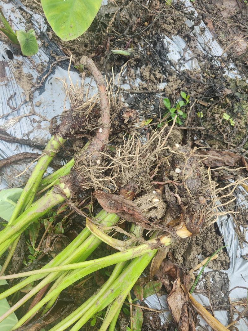 正宗荔浦全粉芋种，福建芋种，包粉包香