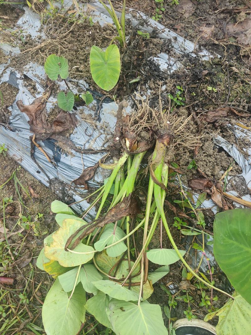 正宗荔浦全粉芋种，福建芋种，包粉包香