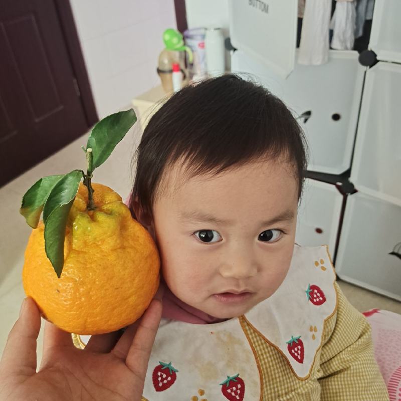 春见耙耙柑