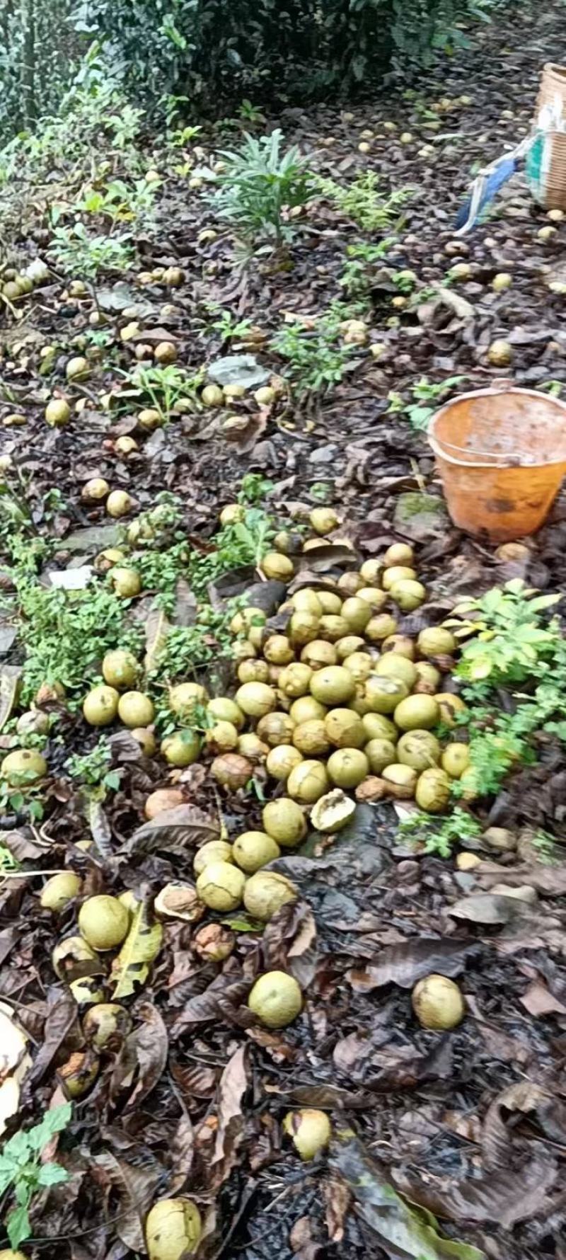 特香紫核桃仁