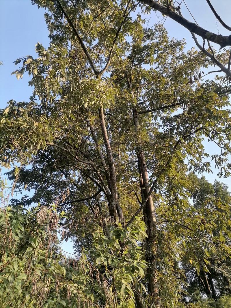 特香紫核桃仁