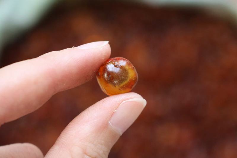 广州人中颗粒珍珠桃胶