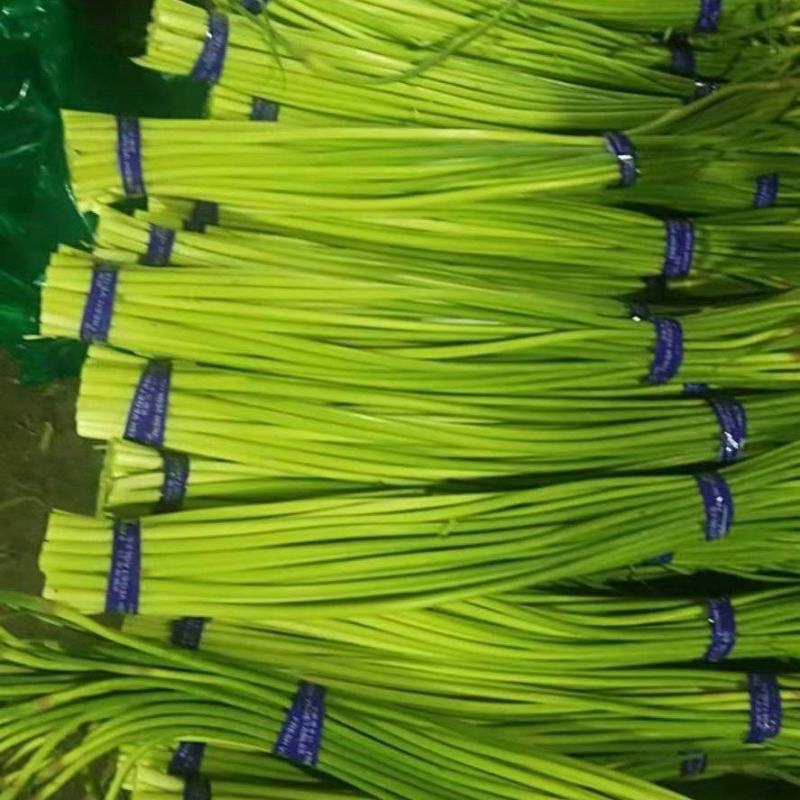 红帽蒜苔(山东鑫豪蒜业，常年代收代卖代存蒜薹)