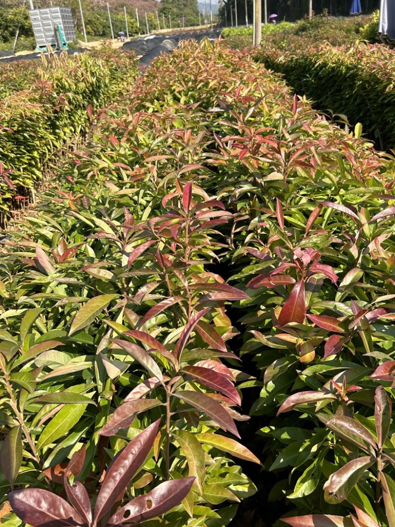精品荷木营养杯苗产地直供品质保证基地直销