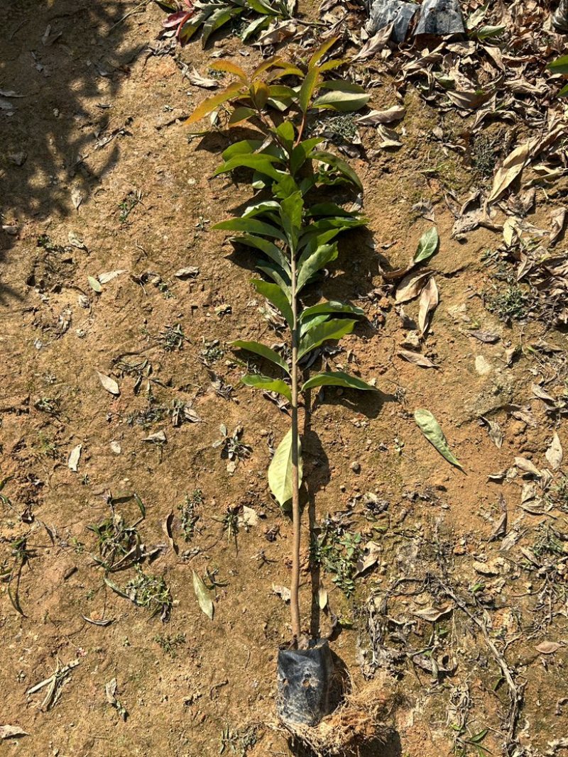 精品荷木营养杯苗产地直供品质保证基地直销