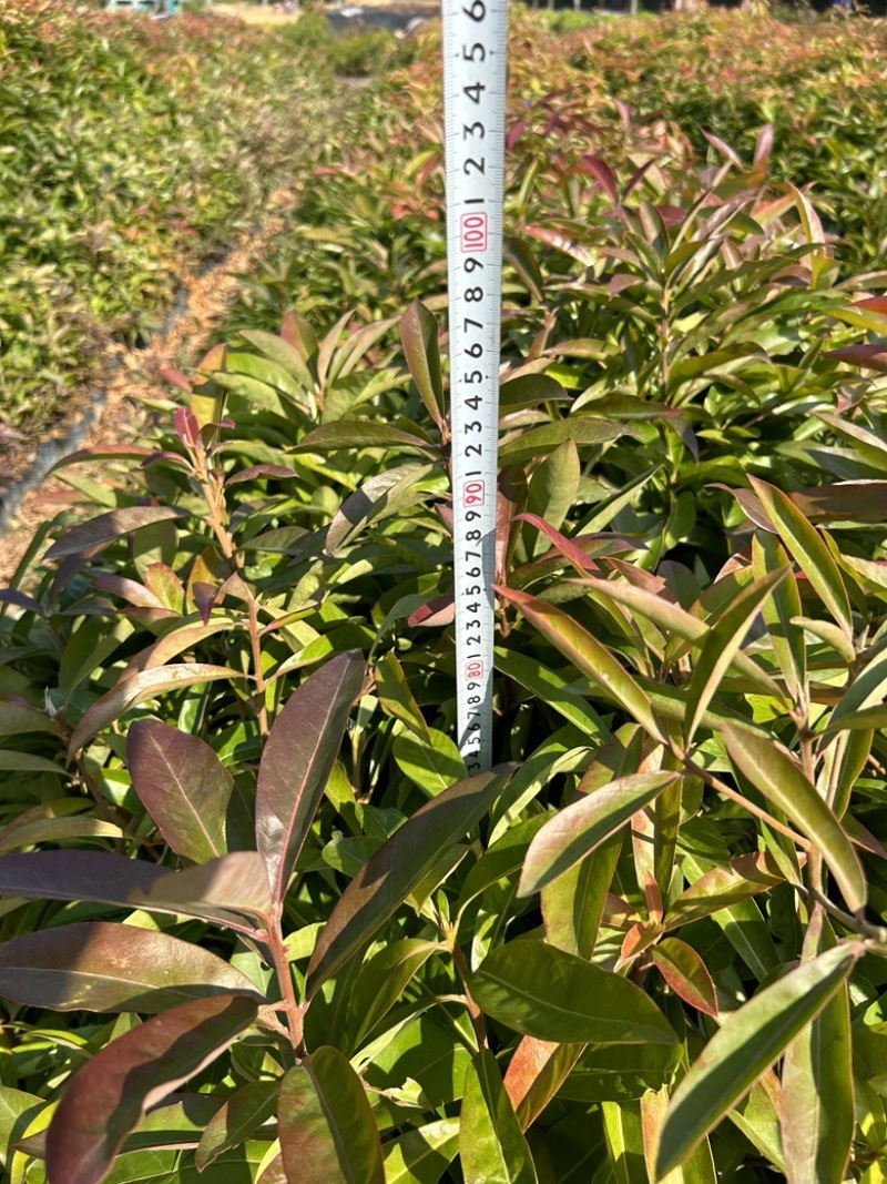 精品荷木营养杯苗产地直供品质保证基地直销