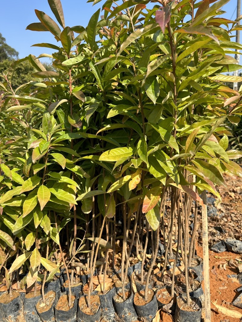 精品荷木营养杯苗产地直供品质保证基地直销
