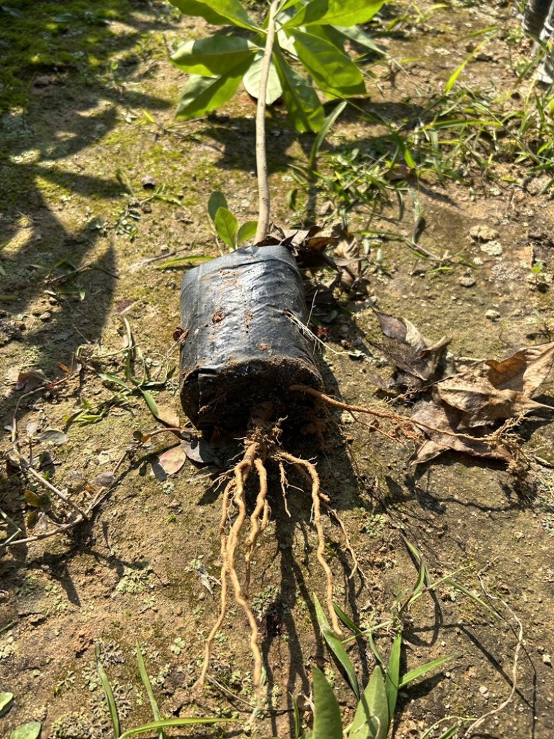 精品荷木营养杯苗产地直供品质保证基地直销