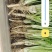 铁杆青香菜，大量毛包净包打捆！欢迎新老客户光临！