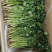 铁杆青香菜，大量毛包净包打捆！欢迎新老客户光临！