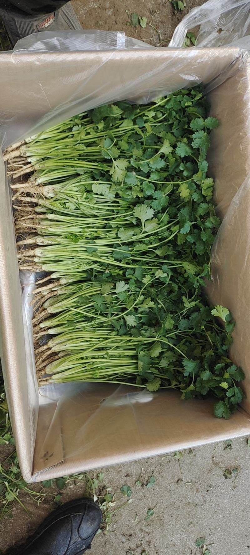 铁杆青香菜，大量毛包净包打捆！欢迎新老客户光临！