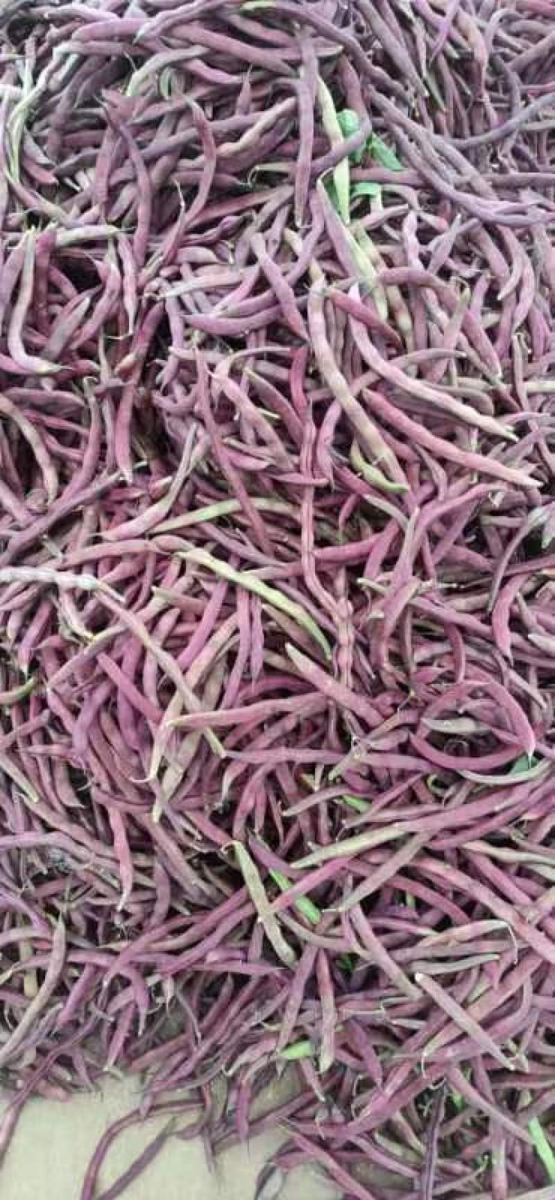 山东精品红豆产地直发品质保证一手货源