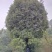 香樟树