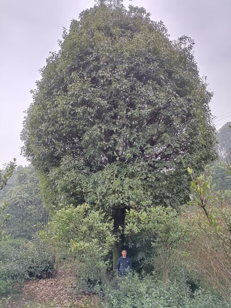 香樟树