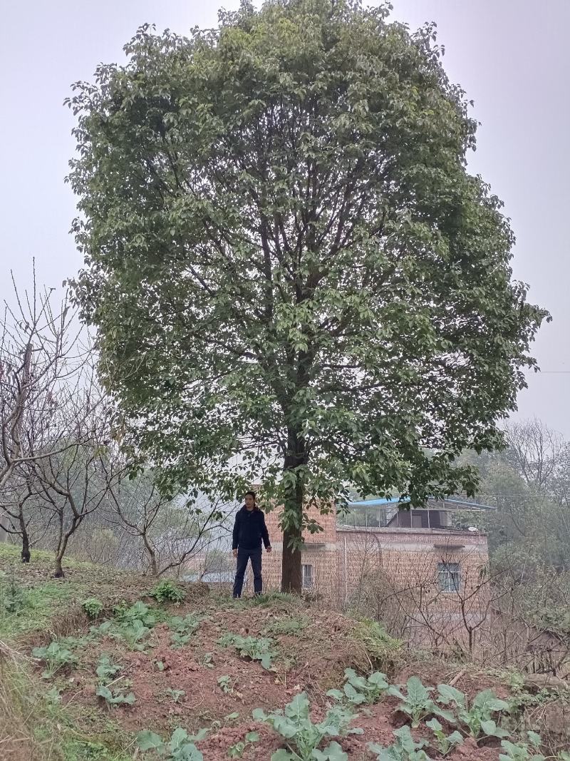 香樟树