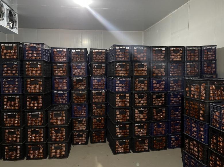 夏橙冷藏保存示意图