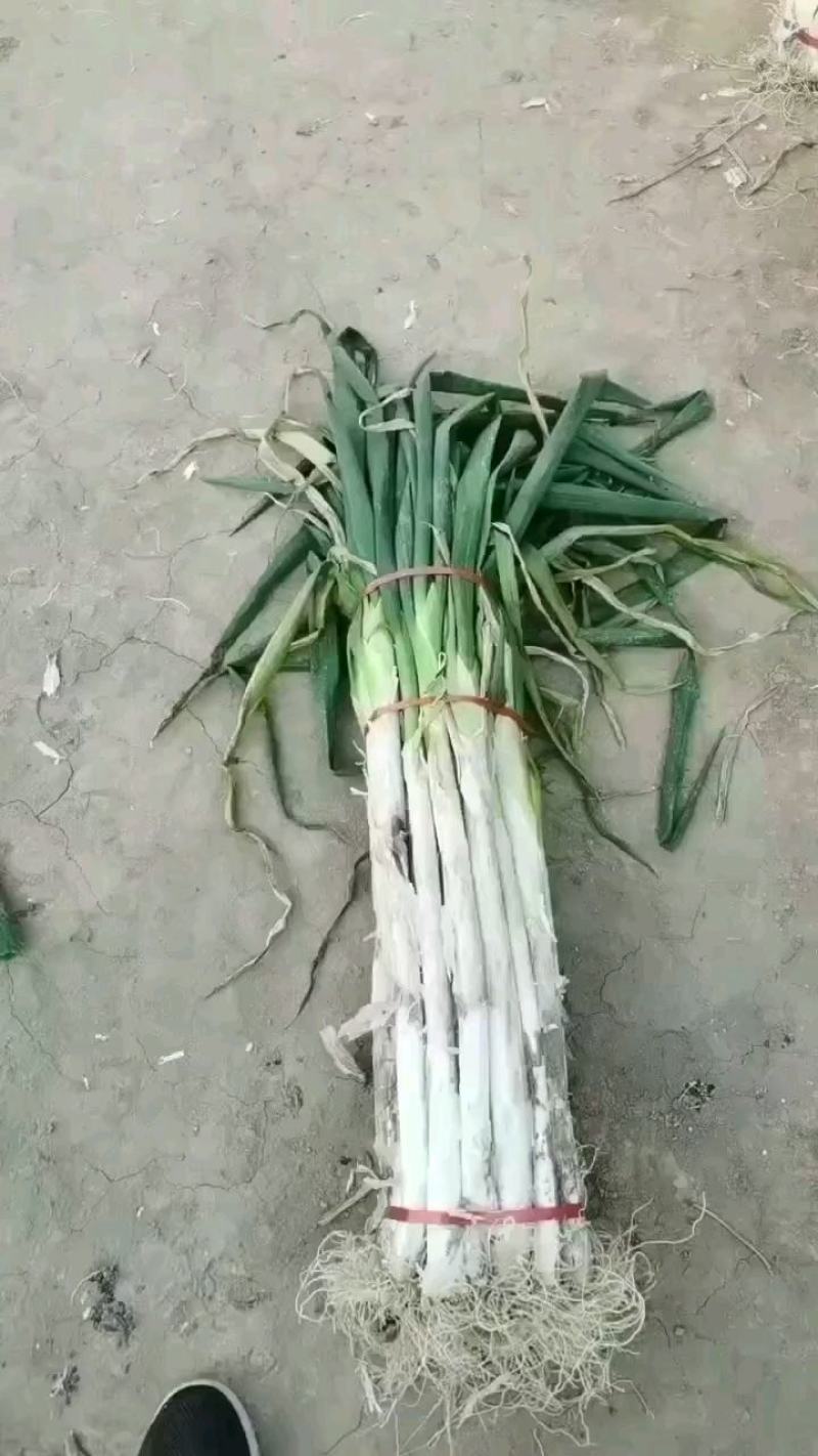 合阳长白大葱
