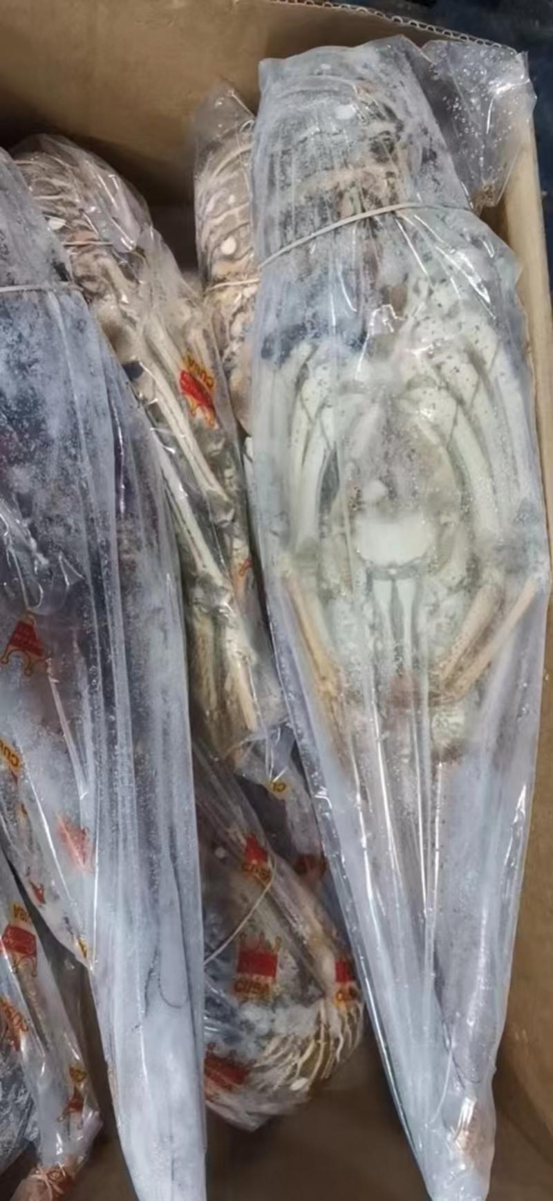 上海宝山江阳水产品龙虾-古巴龙虾，品质保证，量大从优