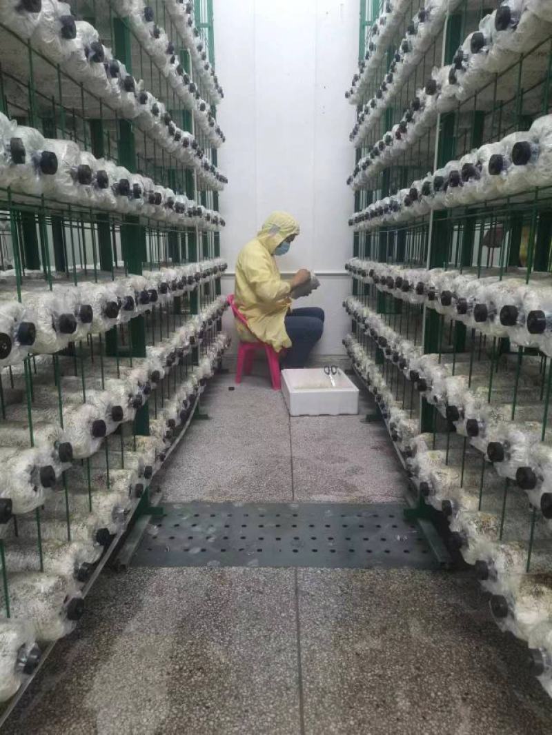 【菌中燕窝】金耳菌新鲜采摘支持一件代发厂家货源