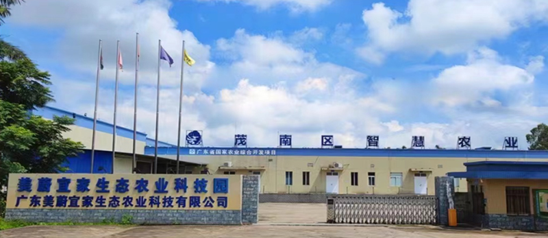 【菌中燕窝】金耳菌新鲜采摘支持一件代发厂家货源