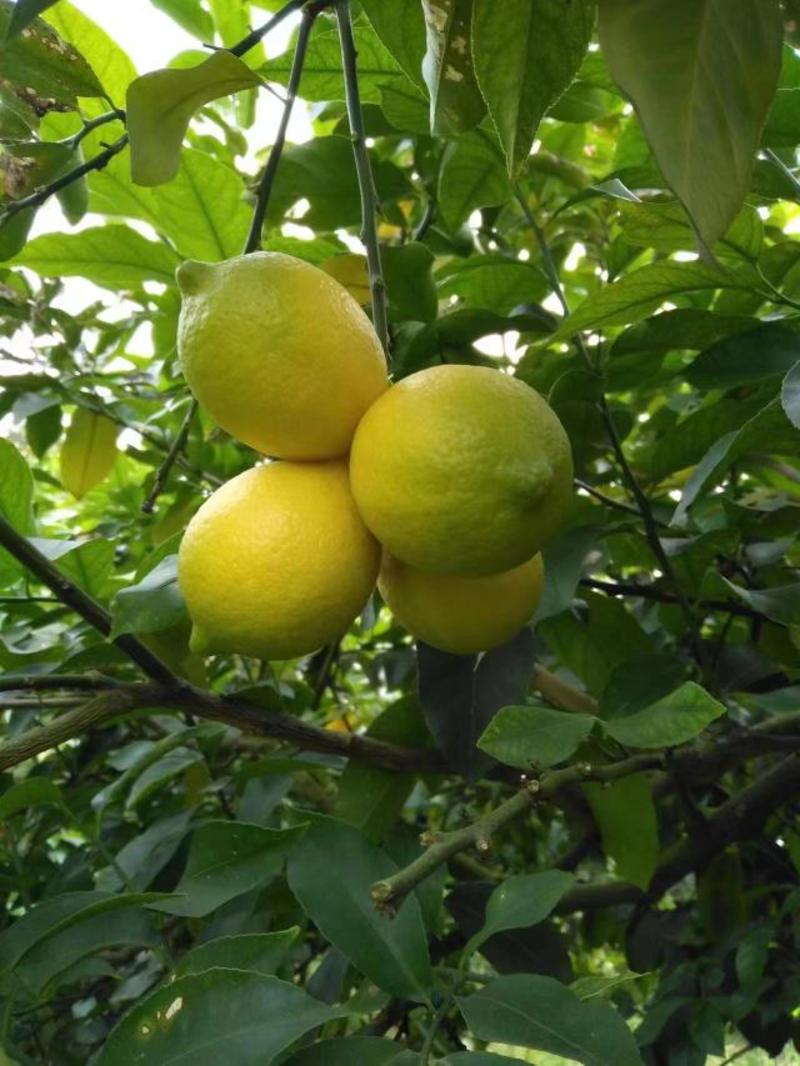 安岳柠檬自己基地种植，每年有400万斤的量可洽谈