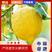 安岳柠檬自己基地种植，每年有400万斤的量可洽谈