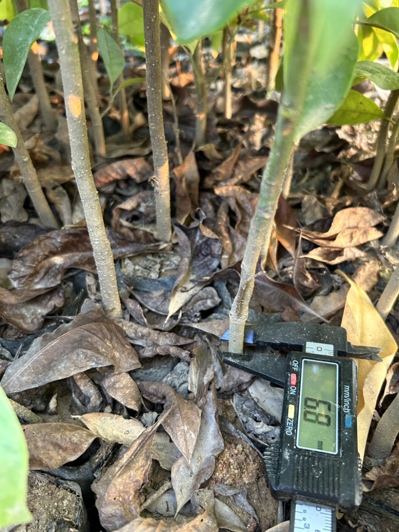 精品火力楠营养杯苗基地种植自产自销欢迎咨询订购