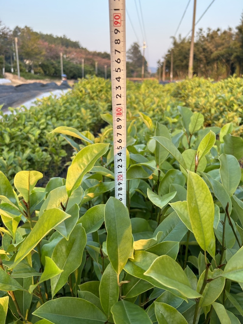 精品火力楠营养杯苗基地种植自产自销欢迎咨询订购