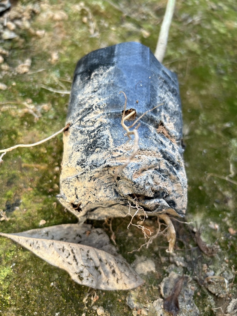 精品火力楠营养杯苗基地种植自产自销欢迎咨询订购