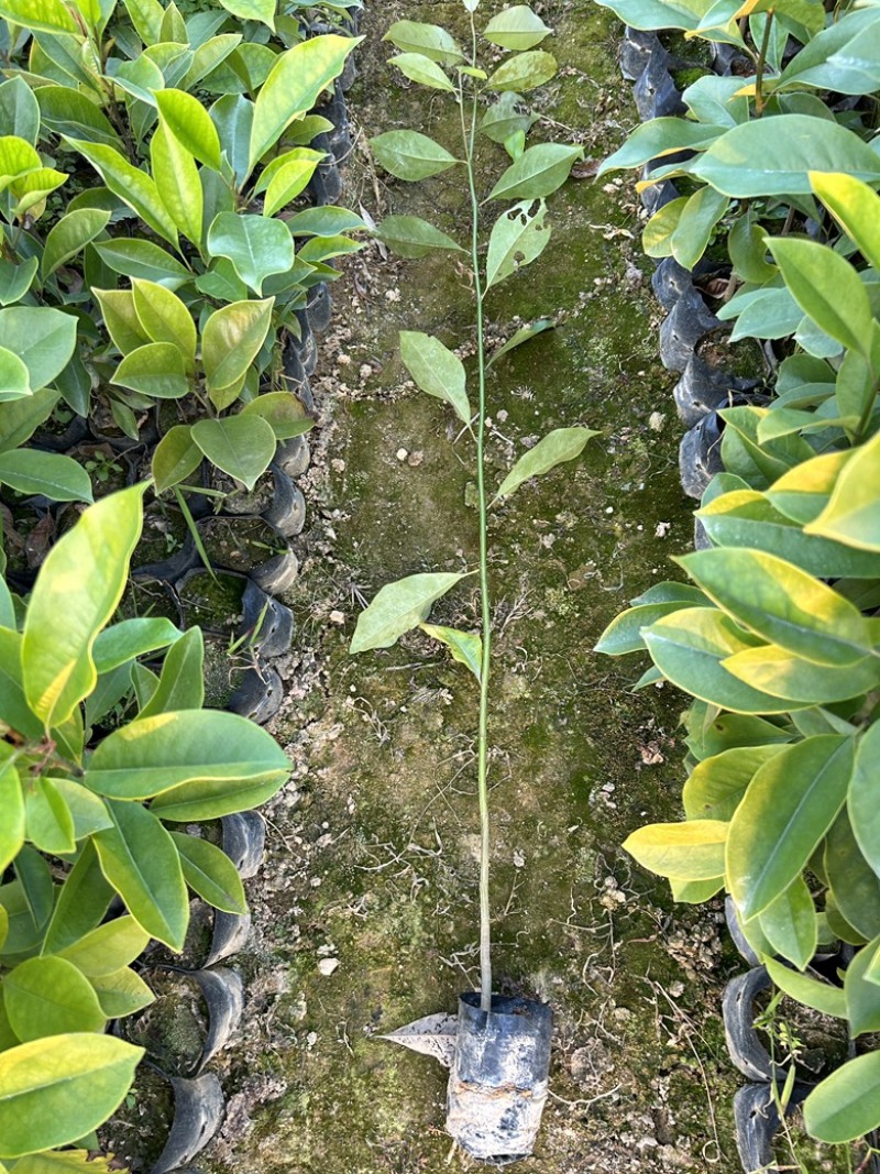 精品火力楠营养杯苗基地种植自产自销欢迎咨询订购