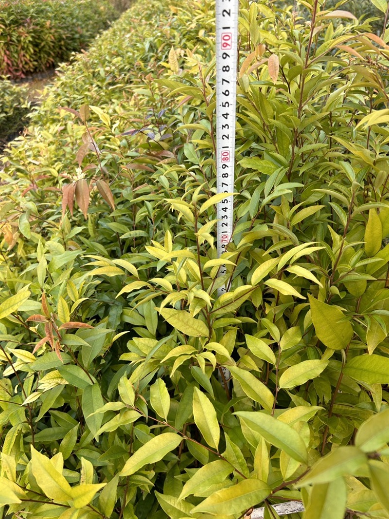 红椎杯苗实地现拍绿化苗木量大从优可视频看货