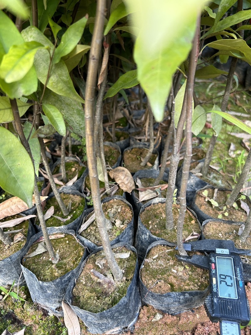 红椎杯苗实地现拍绿化苗木量大从优可视频看货